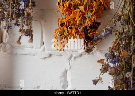 Nahaufnahme der Blumensträuße von getrockneten Blumen auf dem Hintergrund einer weissen Mauer, trockenen Heilpflanzen, selektiver Fokus Stockfoto