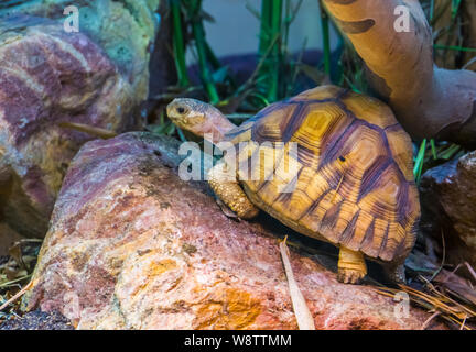 Nahaufnahme eines angonoka Schildkröte, vom Aussterben bedrohten Land Schildkröte specie aus Madagaskar Stockfoto