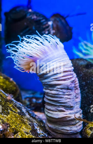 Nahaufnahme einer Blüte Rohr Seeanemone, tropischen Wasser Tierart aus dem Indo-Pazifischen Ozean Stockfoto