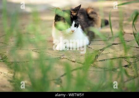 Dreifarbige Katze Maneki Neko liegt auf dem Steinboden, Sommertag, Aussicht über das grüne Gras Stockfoto