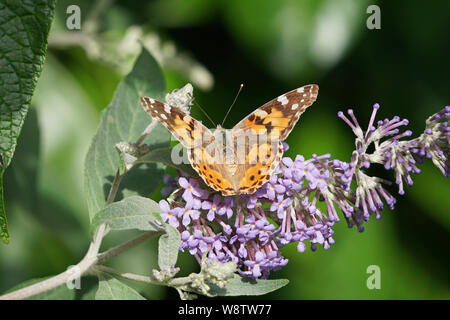 Eine Nahaufnahme eines Distelfalter Schmetterling auf einem sommerflieder Bush Stockfoto