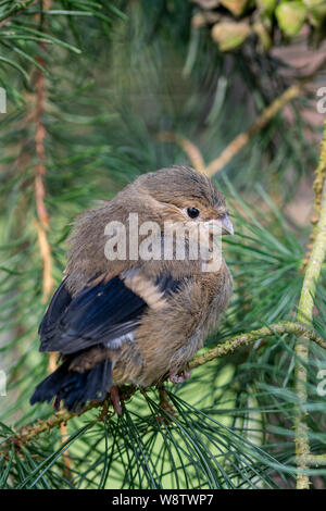 Jugendliche junge gimpel (Pyrrhula pyrrhula) auf pine Nadelbaum Äste gehockt Stockfoto