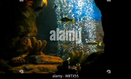 Wunderschöne tropische Fische schwimmen in der Bohrung mit aufsteigenden Blasen in quarium Stockfoto