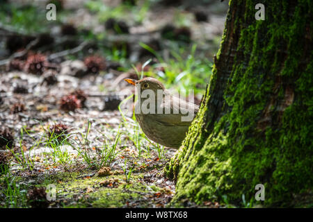 Eine amsel Frau lugt hinter einem Baum im Wald. Die gemeinsame Amsel, Turdus merula, auch "Eurasischen Amsel. Stockfoto