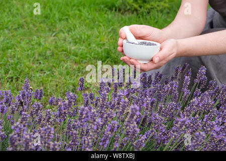Frau halten in ihren Händen ein weißer Mörtel von Lavendel. Lavendel blühen Blumen. Stockfoto