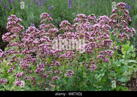 Oregano Kräuter. Majoran Blumen und Lavendel auf Hintergrund. Stockfoto