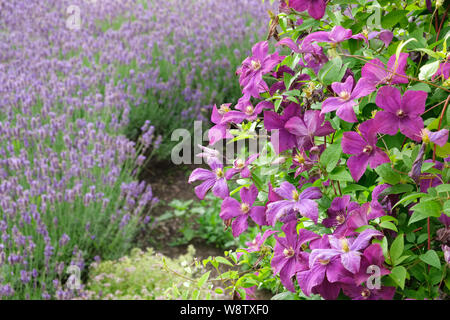 Schöne clematis Blumen im Vordergrund und Lavendel auf Hintergrund nicht im Fokus. Stockfoto