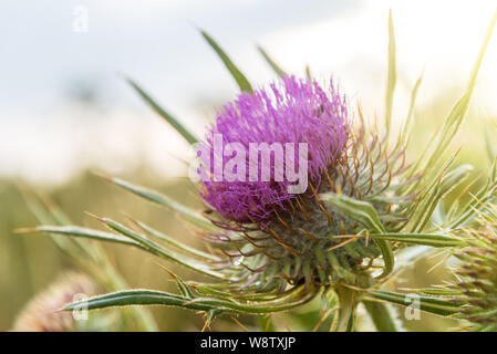 Onopordum acanthium in der Blüte bei Sonnenuntergang. Stockfoto