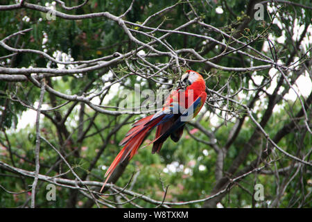 Ein Wildlife macaw Klettern im Baum Stockfoto