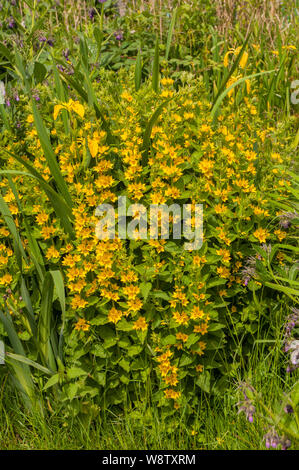 Lysimachia punctata Felberich wächst in einem wilden Garten krautige Staude Blüte Mitte bis Ende Sommer und ist vollkommen winterhart Stockfoto