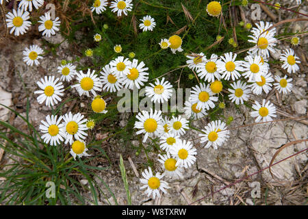 Schönen Gänseblümchen wachsen in einem Feld in Oxfordshire Stockfoto