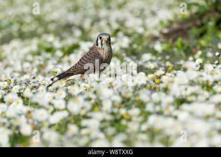 Amerikanische Turmfalke Falco sparverius (Captive), erwachsene Frau, Fütterung unter Wildblumen, Hawk Conservancy Trust, Andover, Hampshire, UK, April Stockfoto