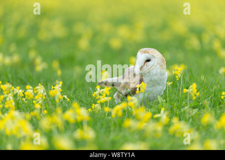 Schleiereule Tyto alba (Captive), erwachsenen Mann, sitzend in einem Feld von Cowslips Primula Veris, Hawk Conservancy Trust, Hampshire, UK, April Stockfoto