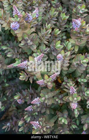 Hebe Red Edge zeigt graugrüne Blätter mit einem roten Rand zu ihnen und rosa Blume spikes.in Sommer EIN Strauch Pflanze, die frostweich ist Stockfoto