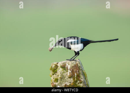 Gemeinsame magpie Pica Pica, Erwachsener, auf Stein Post mit Essen, Berwick Bassett, Wiltshire, UK gehockt, Februar Stockfoto