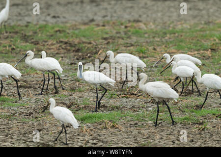 Löffler Platalea leucorodia, Flock, fwalking über Ackerland, Keoladeo Nationalpark, Bharatpur, Indien, Mai Stockfoto