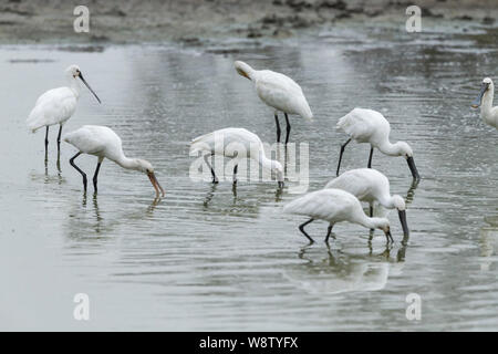 Löffler Platalea leucorodia, Flock, Nahrungssuche und das Putzen in der flachen Lagune, Keoladeo Nationalpark, Bharatpur, Indien, Mai Stockfoto