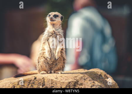 Ein Erdmännchen aufrecht steht in einem Zoo auf der Suche nach Touristen, der Vorübergeht. Stockfoto