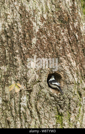 Pied schopftyrann Ficedula 'So Sweet, erwachsenen Mann, im Nest Bohrung auf Englisch Eiche Quercus Robur, Horner Holz, Exmoor National Park, Somerset, UK, Mai Stockfoto