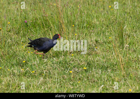 Pukeko Porphyrio melanotus, Erwachsener, Nahrungssuche auf Wiesen, in der Nähe der Colville Bay, North Island, Neuseeland, November Stockfoto