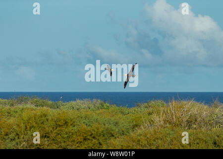 Winkte albatross Phoebastria irrorata, Erwachsene, im Flug, Punta Suárez, Insel Española, Galápagos-Inseln, April Stockfoto