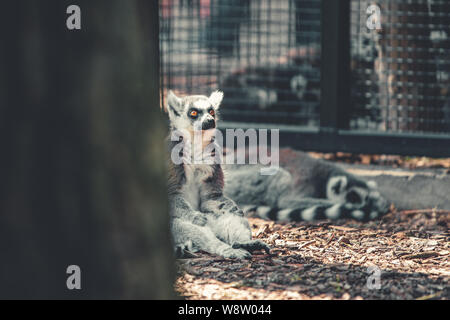 Einzelne Erwachsene Lemur steht oben an Touristen, die das wilde Tier im Zoo Surround suchen Stockfoto