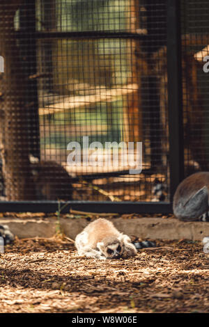 Einzelne Erwachsene Lemur schläft auf dem Boden in einem Zoo in den Norden von England, Sommer 2019 Stockfoto