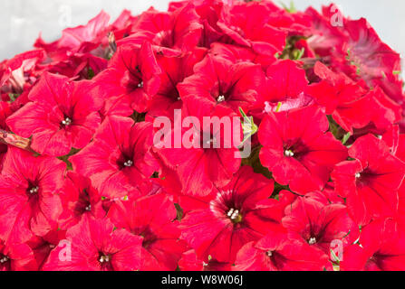 Grandiflora petunia oder Petunia Surfinia Rot kräftigen jährlichen trailing Blume, die in Ampeln Blumenkästen Wannen und Grenzen etc. verwendet wird. Stockfoto
