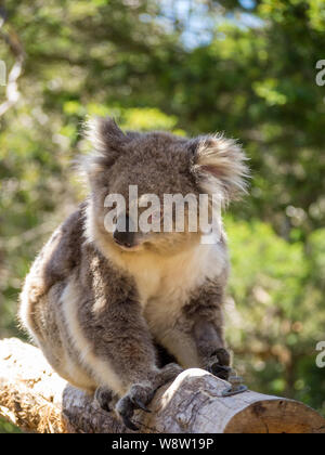 Koala im Philip Island Reserve Stockfoto