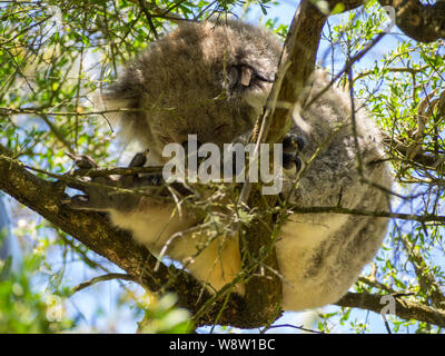 Auf der Suche nach einer Koala schlafen im Baum Stockfoto