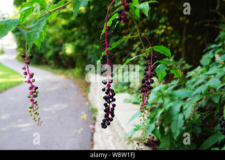 Hinter der Beeren die Straße in die Ferne geht und dreht ...