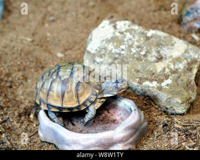 Reich verzierte, Schildkröte, Terrapene ornata ornata, Klettern in eine Schüssel. South Texas Botanical Gardens and Nature Center in Corpus Christi, Texas USA. Stockfoto