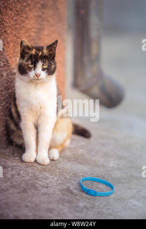 Dreifarbige Katze sitzt im Freien, in der Nähe der Blue Collar auf dem Boden. Entfernen Flöhe von Haustieren. Stockfoto