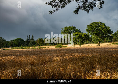 Sturmwolken über die weizenfelder von Sheffield im August Stockfoto