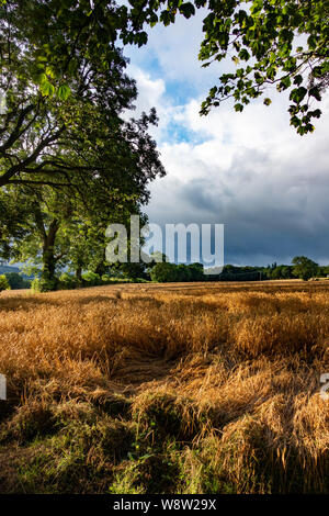 Sturmwolken über die weizenfelder von Sheffield im August Stockfoto