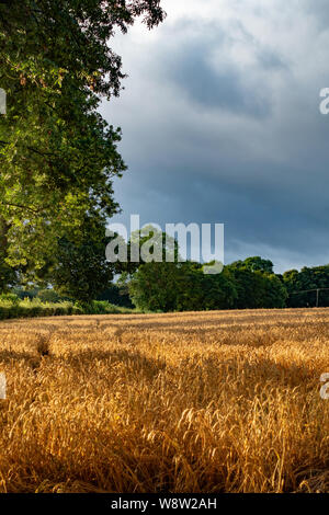 Sturmwolken über die weizenfelder von Sheffield im August Stockfoto