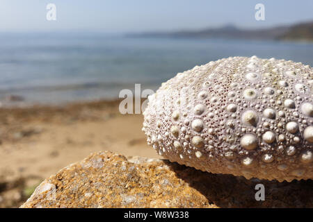 Seeigel. Sea Shell mit Blick auf das Meer im Hintergrund Stockfoto