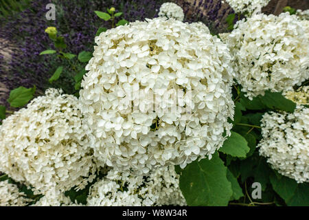 Hydrangea Arborescens Annabelle Stockfoto