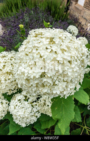 Hydrangea Arborescens Annabelle Stockfoto