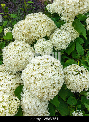 Hydrangea Arborescens Annabelle Stockfoto