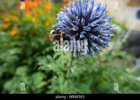 Echinops oder Globe thistle Blume Stockfoto