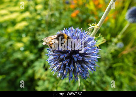 Echinops oder Globe thistle Blume Stockfoto
