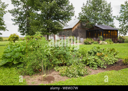 Gemüsegarten Grundstück mit Lycopersicon esculentum - Tomate, Brassica oleracea-Kale Pflanzen, braun Aluminium Pavillon im Wohngebiet Hinterhof Stockfoto