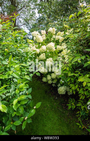 Hydrangea Arborescens Annabelle Stockfoto