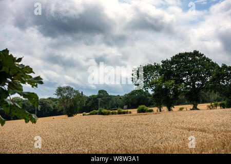 Sturmwolken über die weizenfelder von Sheffield im August Stockfoto