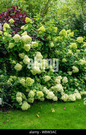Hydrangea Arborescens Annabelle Stockfoto