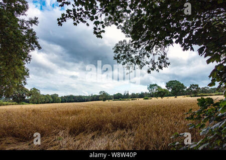 Sturmwolken über die weizenfelder von Sheffield im August Stockfoto