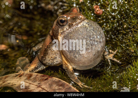 Gemeinsame östlichen Froglet Aufruf für Mate Stockfoto