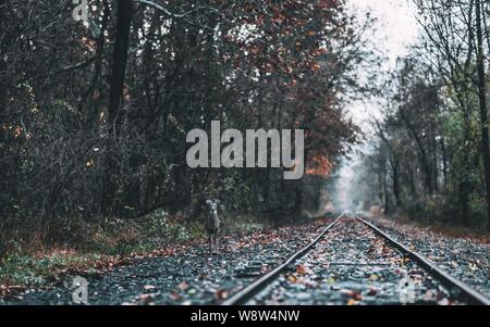 Aufnahme eines Hirschen, der in der Nähe der Bahnstrecke dazwischen steht Hölzer Stockfoto