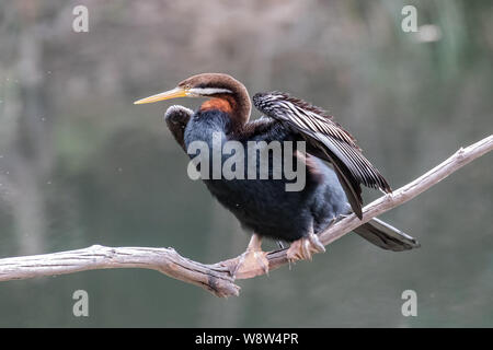 Männliche Australasian Darter trocknen Federn nach dem Fischen Stockfoto